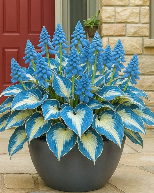PureShade™ Alpine Hostas