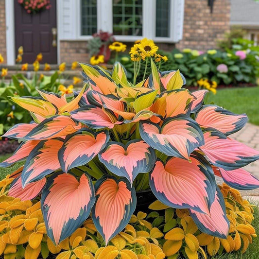PureShade™ Alpine Hostas